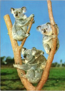 postcard - Australia Koala Bear Family