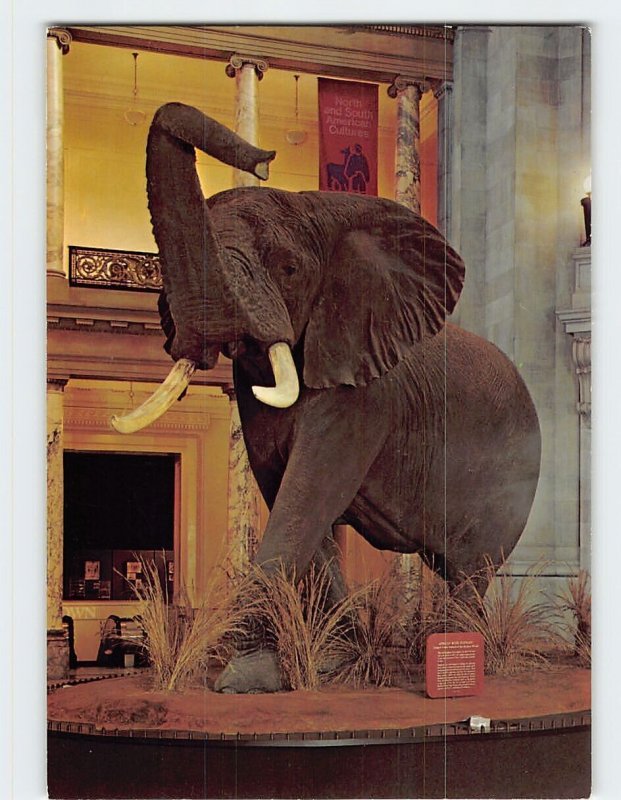 M-163871 African Bush Elephant National Museum of Natural History Smithsonian