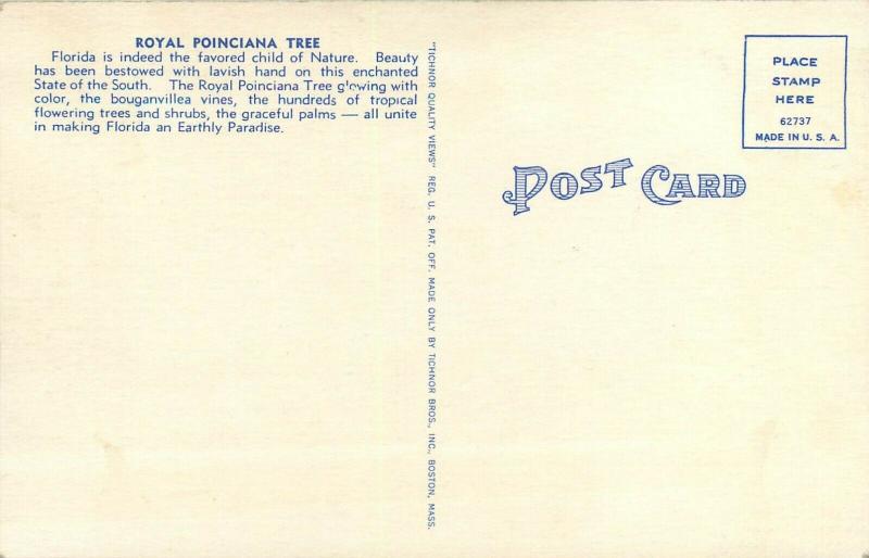 United States royal poinciana tree postcard