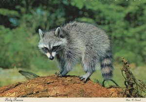 Ricky Racoon Food Washing History Canada Postcard