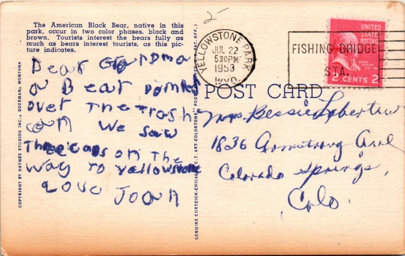 Black Bears,Yellowstone National Park BIN