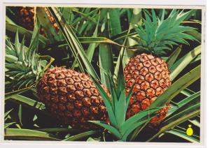 HAWAIIAN PINEAPPLES