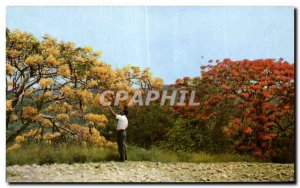 Modern Postcard Martinique campaign in yellow and red flowers Flamboyant