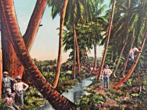 Postcard  Greetings from Jamaica Rio Cobre Canal, Spanish Town, Jamaica Y1