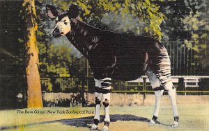 Rare Okapi New York Zoological Park, USA Unused 