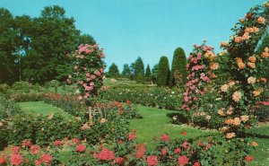 Vintage Postcard A Section Of Famed Chocolate Town Rose Garden Commune Nature