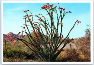 Postcard - Ocotillo