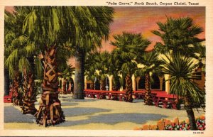 Texas Corpus Christi North Beach Palm Grove 1949 Curteich
