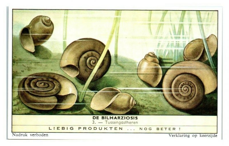 Snails become Hosts Schistosomiasis Bilharziosis Liebig Belgian Trade Card