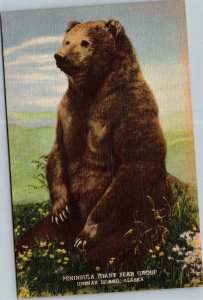 Postcard Animal Peninsula Giant Bear Group Unimak Island Alaska Colorado Museum