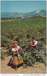 California Asti Italian Swiss Colony Vineyard Scene Picking Grapes