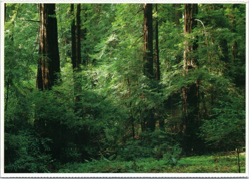 Muir Woods National Monument - Redwood trees - California postcard