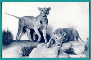 Illinois. Chicago - Man-Eating Lions - Natural History Museum - [IL-336]