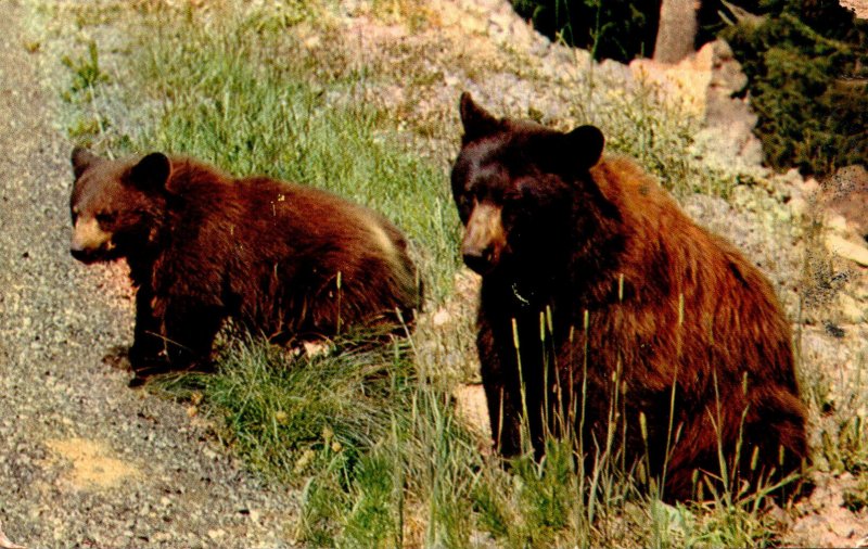 California Sequoia & Kings Canyon National Parks American Black Bear 1955