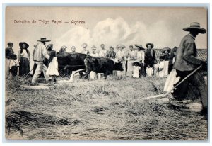 c1910 Buffalo Farmers Debulha Wheat Fayal S Miguel-Azores Portugal Postcard