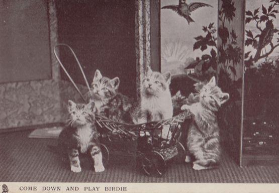 Kittens Come Down & Play Wanting To Eat Birdie Real Photo Old Comic Cat Postcard