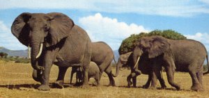 Queen Elizabeth National Park African Elephants Widescreen Old Postcard