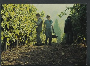 France Postcard - Cognac Hennessy, The Harvest in The Grande Champagne  T7924