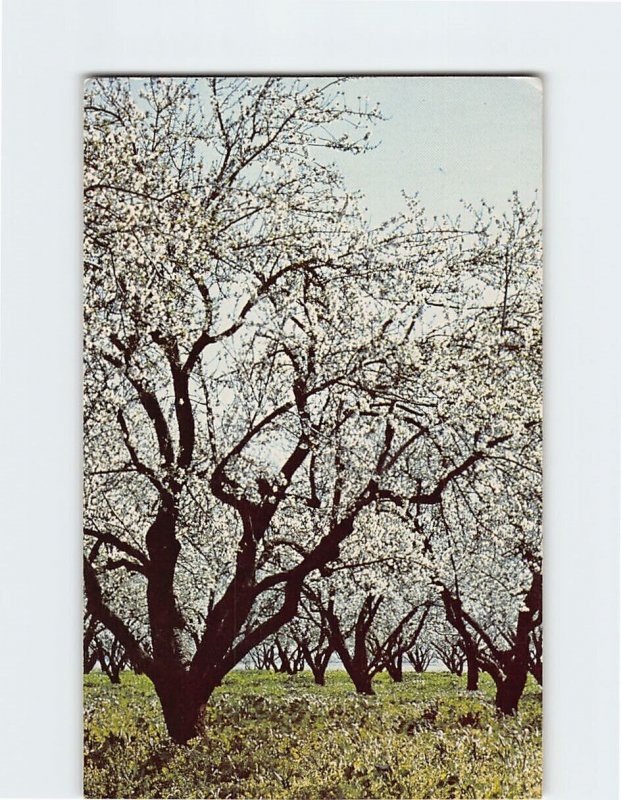 Postcard Almond Plaza, California Almond Growers Exchange, Sacramento, CA