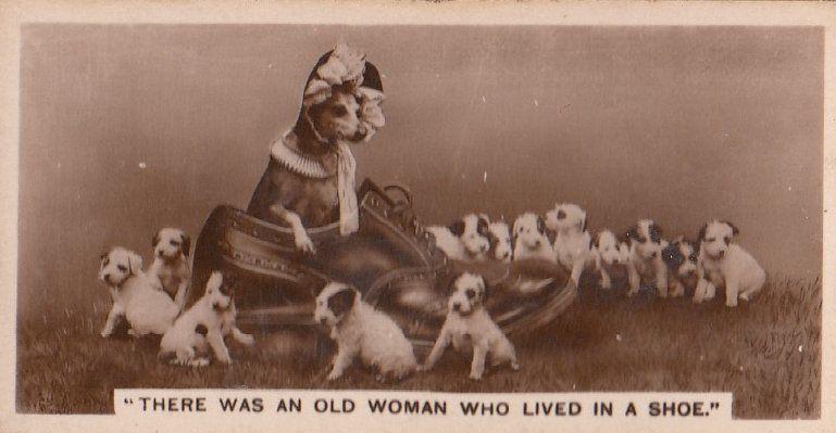 There Was An Old Woman Who Lived In A Shoe Dog German Cigarette Card