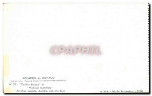 Monaco - Monaco Aquarium - Seeschneiden - tunicate - Ascidia - Old Postcard
