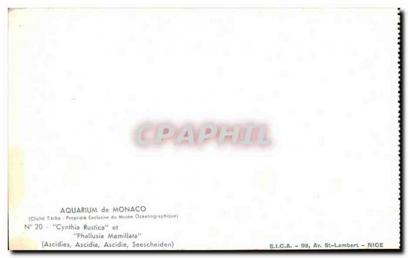 Monaco - Monaco Aquarium - Seeschneiden - tunicate - Ascidia - Old Postcard