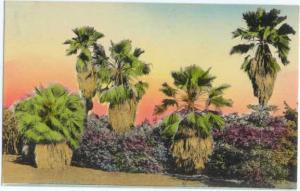 D/B Hand-Colored Typical Palm Scene in California CA