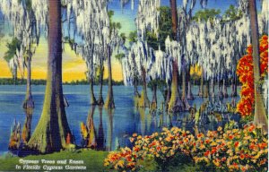 [ Linen ] US Florida Cypress Garden - Cypress Trees And Knees