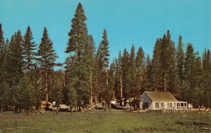 WHITE WOLF LODGE Yosemite National Park, CA Tioga Pass ca 1960s Vintage Postcard