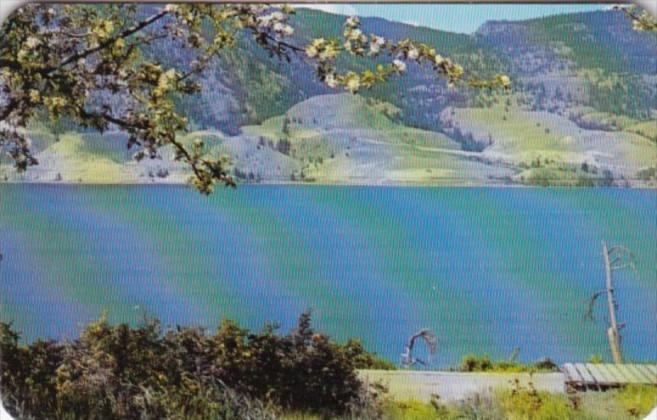 Canada Penticton Lake Scene With Apple Blossoms