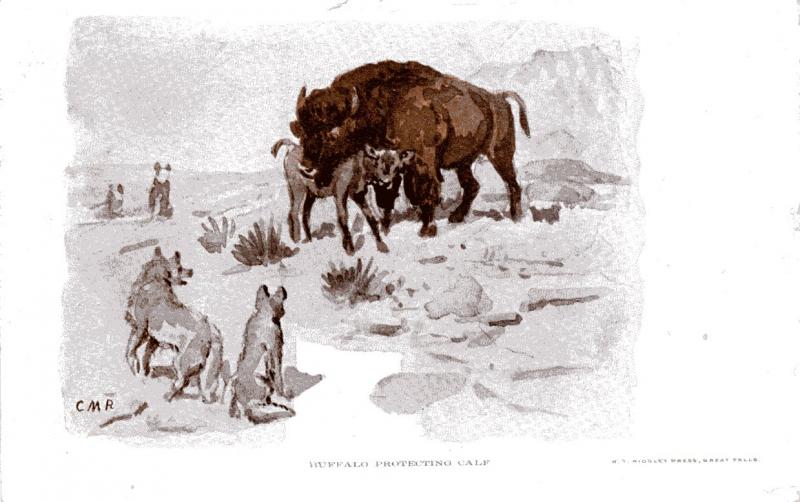 Charlie Russell, Buffalo Protecting Calf Undivided Back, pre 1908