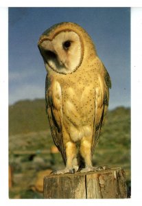 Birds - Barn Owl