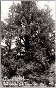 Family Tree Mystery Park Redwood Highway California CA Real Photo RPPC Postcard