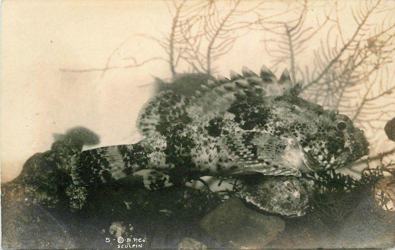 Baker Photo C-1910 Sculpin Fish RPPC Photo Postcard Catalina California 12053 