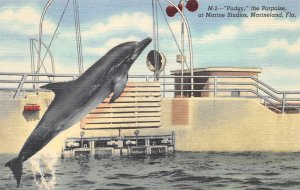 Marineland Florida 1940s Postcard Pudgy The Porpoise at Marine Studios