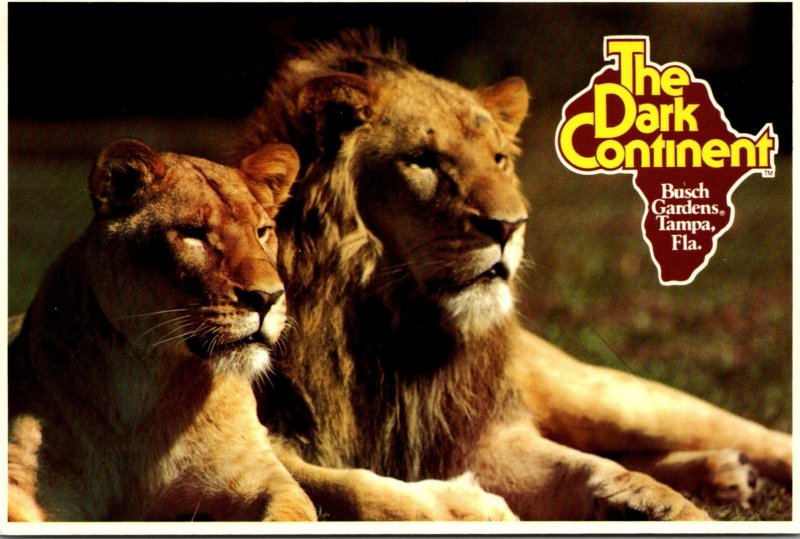 Florida Tampa Busch Gardens The Dark Continent Lions On The Serengeti Plain