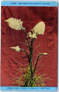 M-45764 Bear Grass Wild Flower Of The West Greetings From Missoula Montana