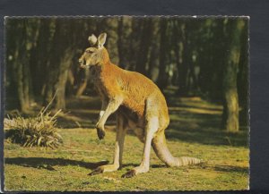 Animals Postcard - Red Kangaroo, Native Animal of Australia. Used - RR4424