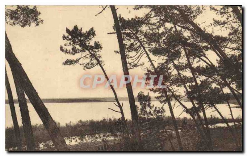 Old Postcard In Gascony moors