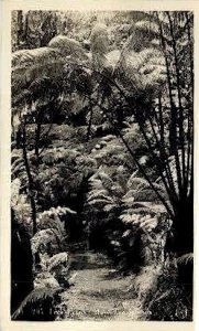 Tree Ferns Real Photo - Hawaiian Islands , Hawaii HI