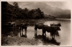 South Africa By The Lock Side Cows Vintage RPPC 09.94