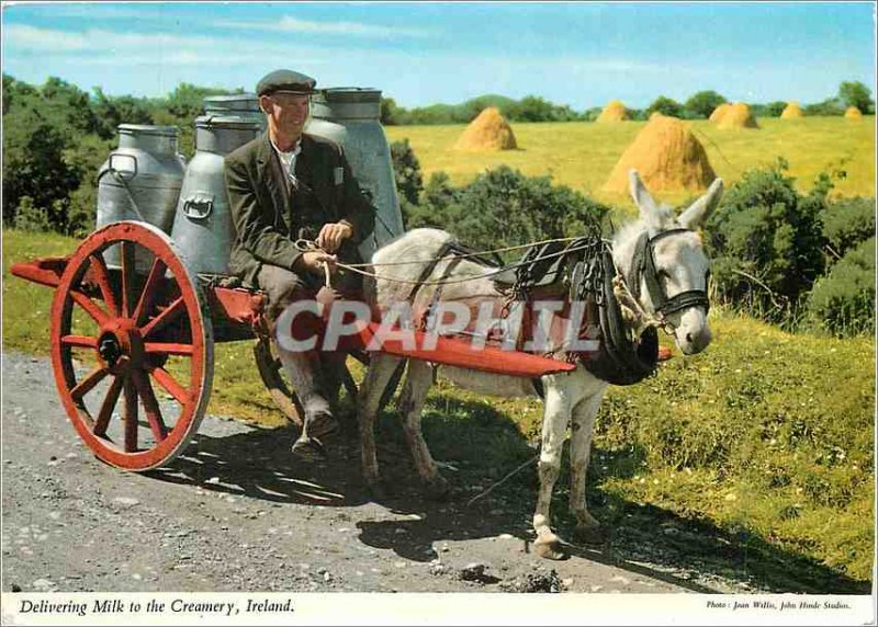 Postcard Modern Belivering milk to the Creamery Donkey Mule