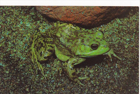 Green Bullfrog Rana catesbeiana