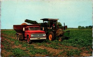 USA Potato Harvester at Aroostook County Maine Chrome Postcard C005