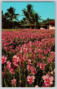 Postcard Vanda Orchids Flowers - Hawaii