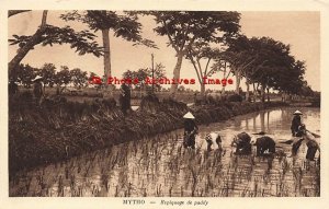 Vietnam, My Tho, Repiquage De Paddy, Farming