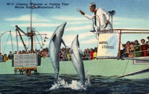 Florida Marineland Marine Studios Jumping Porpoises At Feeding Time Curteich