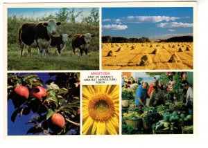 Greatest Agricultural Region, Cows, Market, Hay, Sunflower, Apples, Manitoba,