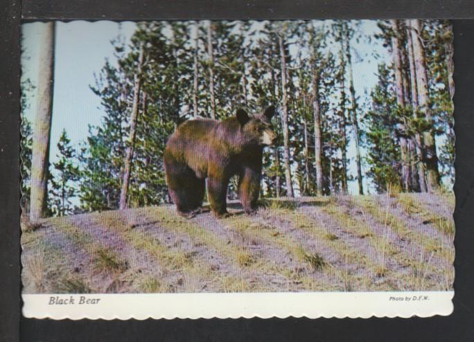 Black Bear Postcard 