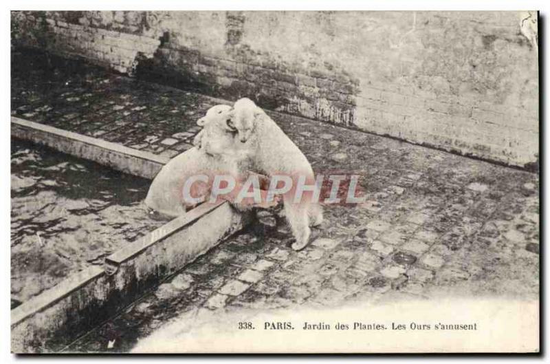 Old Postcard Bear Paris Jardin des Plantes Bears s & # 39amusent